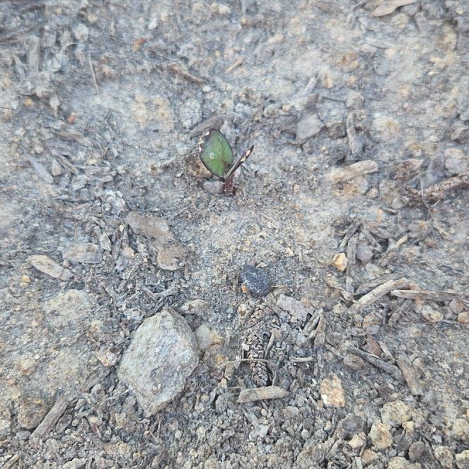 Photo of the plant species ProCut Red Sunflower by @CalmFern81 named Baby Red on Greg, the plant care app