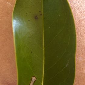 Photo of the plant species Southern Magnolia by @NewCarrot80 named Rainier on Greg, the plant care app
