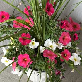 Photo of the plant species Petunia 'SuperCal Pink' by @FitFoxgrape97 named Forrest on Greg, the plant care app
