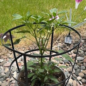 Photo of the plant species Serrano Pepper by @FitFoxgrape97 named Kendall on Greg, the plant care app