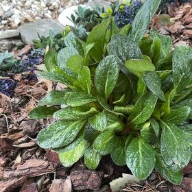 Photo of the plant species Lenten Rose by @ProviderKanono named Huckleberry Fern on Greg, the plant care app