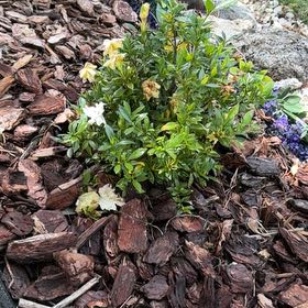 Photo of the plant species Mexican-Heather by @ProviderKanono named Elle on Greg, the plant care app