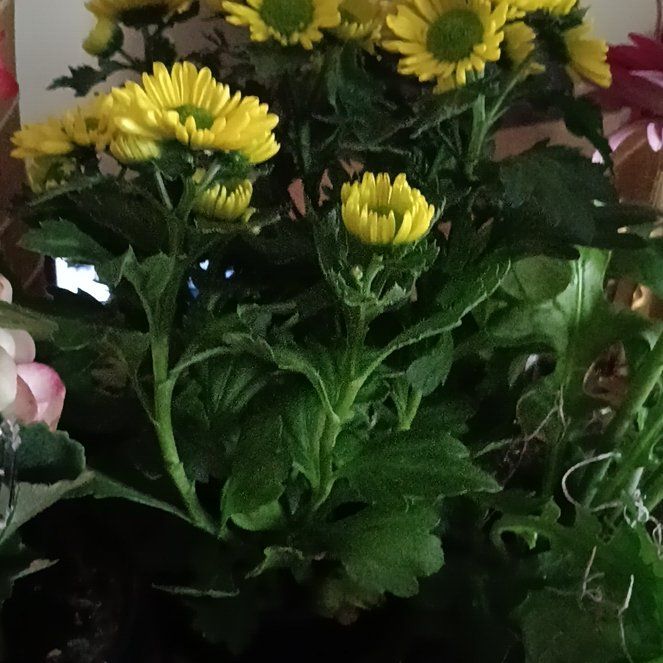 Photo of the plant species Giant Crego Aster by @KookyPlanty27 named Dolores on Greg, the plant care app
