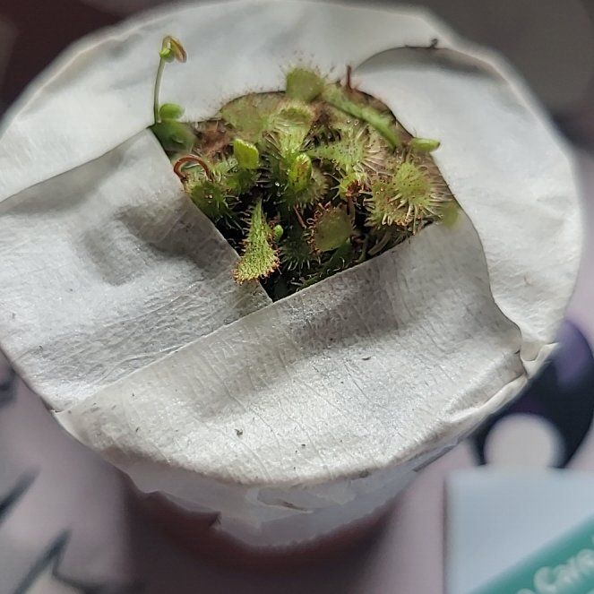 Photo of the plant species Common Sundew by @TenableOricad46 named Duke on Greg, the plant care app