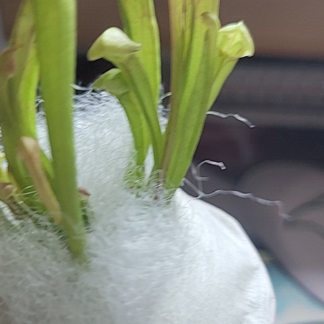 Photo of the plant species Lida's Cobra Lily by @TenableOricad46 named Sage on Greg, the plant care app