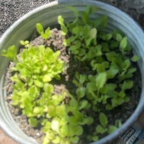 Photo of the plant species English Daisy 'Tasso Mix' by @SugarCowbane90 named Treeyoncé on Greg, the plant care app