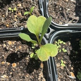 Photo of the plant species Bachelor Button by @SugarCowbane90 named Sage on Greg, the plant care app