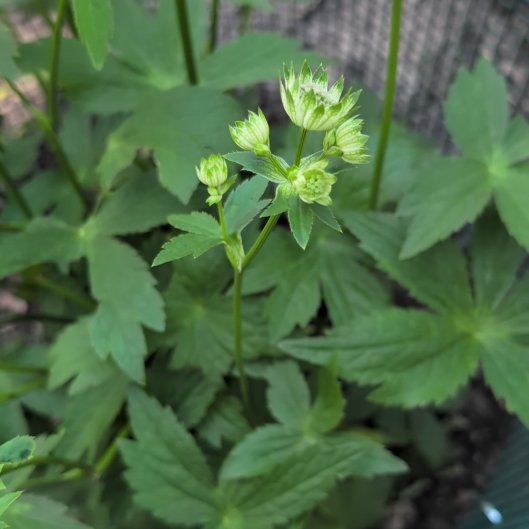 Photo of the plant species Greater Masterwort by @GoodyGreen58 named Khaleesi on Greg, the plant care app