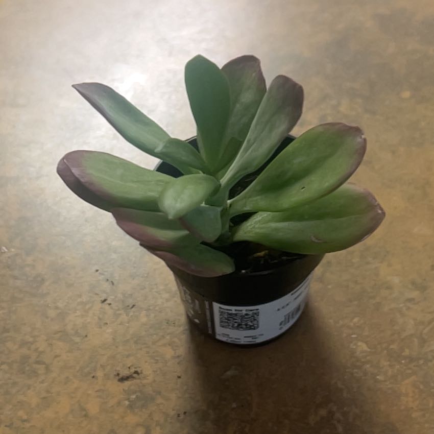 Photo of the plant species Kalanchoe 'Dragonfire' by @VerifiedComet74 named Annie on Greg, the plant care app