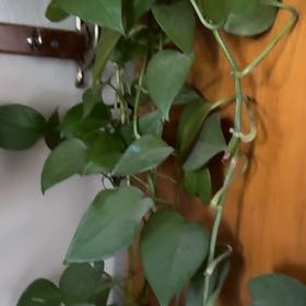 Photo of the plant species Madeira Vine by @SuperbFrithia18 named Morgan Treeman on Greg, the plant care app