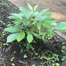 Photo of the plant species Chinese Peony by @QualifiedMint named Dolores on Greg, the plant care app