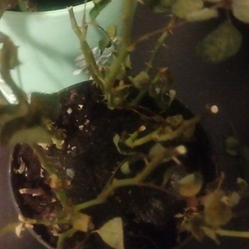 Photo of the plant species Common Bladder Moss by @TryFuchsia19 named Plato on Greg, the plant care app