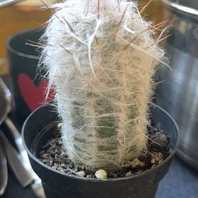 Photo of the plant species Old Man of the Mountains by @YeahNapaea22 named Remington on Greg, the plant care app