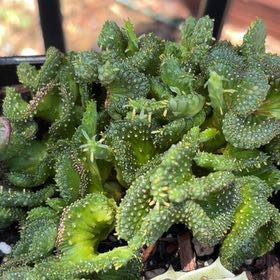 Photo of the plant species Green Coral Cactus by @UpholderKale88 named Osmo on Greg, the plant care app