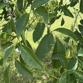 Photo of the plant species Green Ash by @VipTagetes73 named Drake on Greg, the plant care app