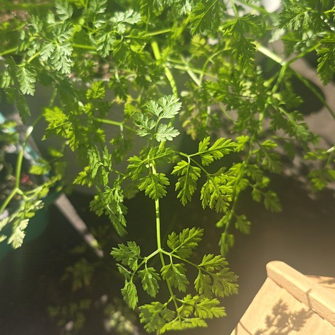 Photo of the plant species Chervil by @CordialDaboecia named Queen on Greg, the plant care app