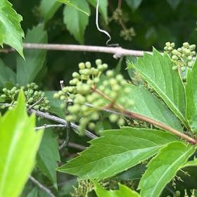 Photo of the plant species Virginia Creeper by @LoyalCooperi4 named Delilah on Greg, the plant care app