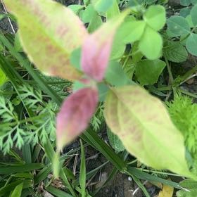 Photo of the plant species Pheasants Eye by @LoyalCooperi4 named Huckleberry Fern on Greg, the plant care app