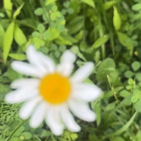 Photo of the plant species Ox-Eye Daisy by @LoyalCooperi4 named Leaf Erickson on Greg, the plant care app
