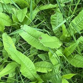 Photo of the plant species Redvein Dock by @LoyalCooperi4 named Marley on Greg, the plant care app