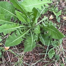 Photo of the plant species Cutleaf Teasel by @LoyalCooperi4 named Gates on Greg, the plant care app