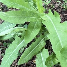 Photo of the plant species Oil Lettuce by @LoyalCooperi4 named Orlando Bloom on Greg, the plant care app