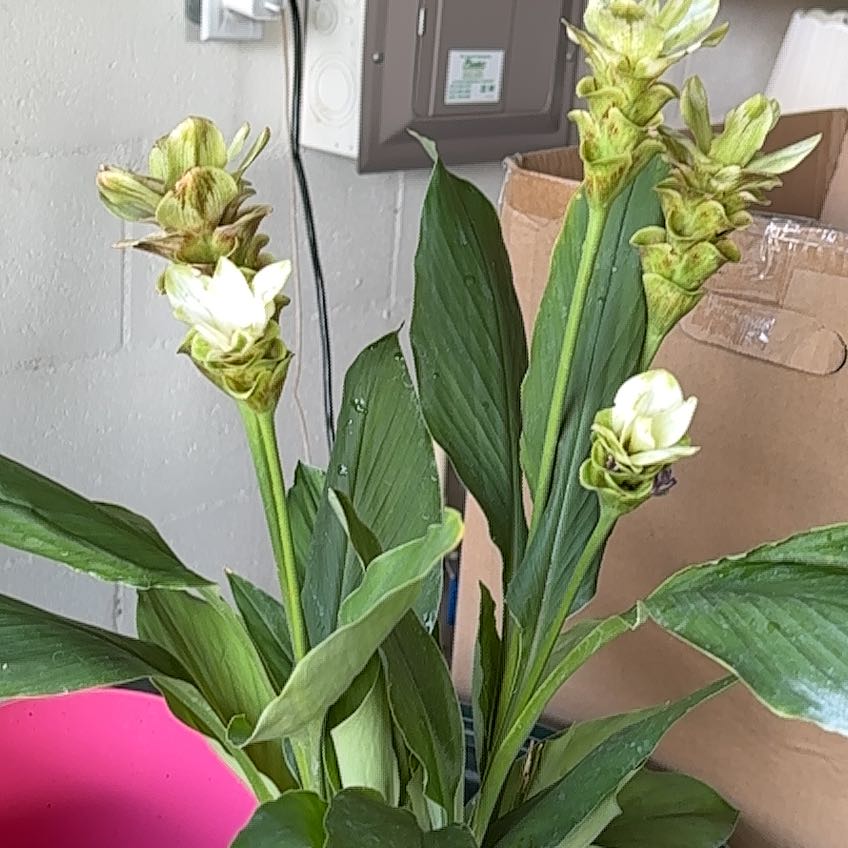 Photo of the plant species Red Ginger by @MerryKonjac27 named Harmony on Greg, the plant care app