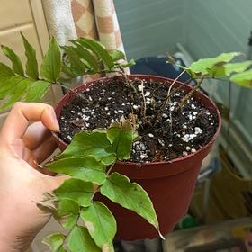 Photo of the plant species Fortune's Holly-Fern by @ZingyQuenepa74 named Sproutacus on Greg, the plant care app