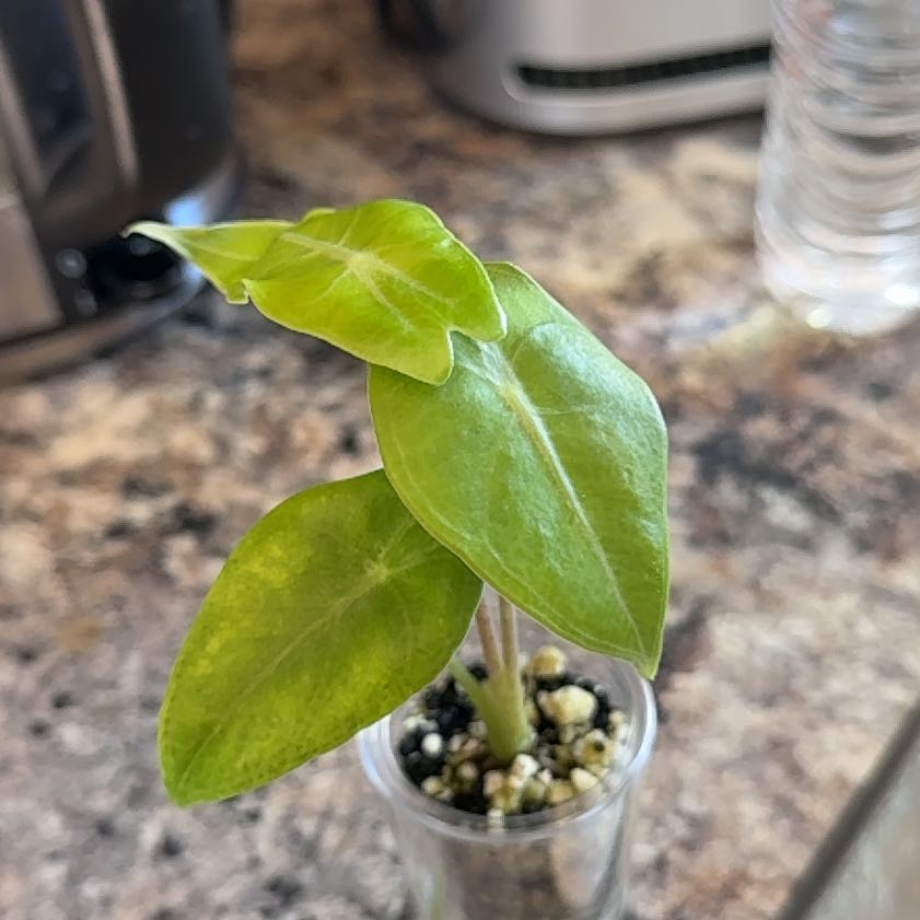 Photo of the plant species Alocasia longiloba by @FineMaypop10 named Lola on Greg, the plant care app