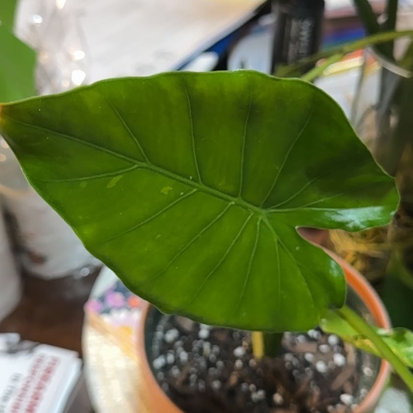 Photo of the plant species Okinawa by @FineMaypop10 named 🥝 Kiwi on Greg, the plant care app