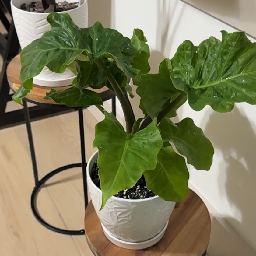 Photo of the plant species Low Rider by @FineMaypop10 named Medusa on Greg, the plant care app