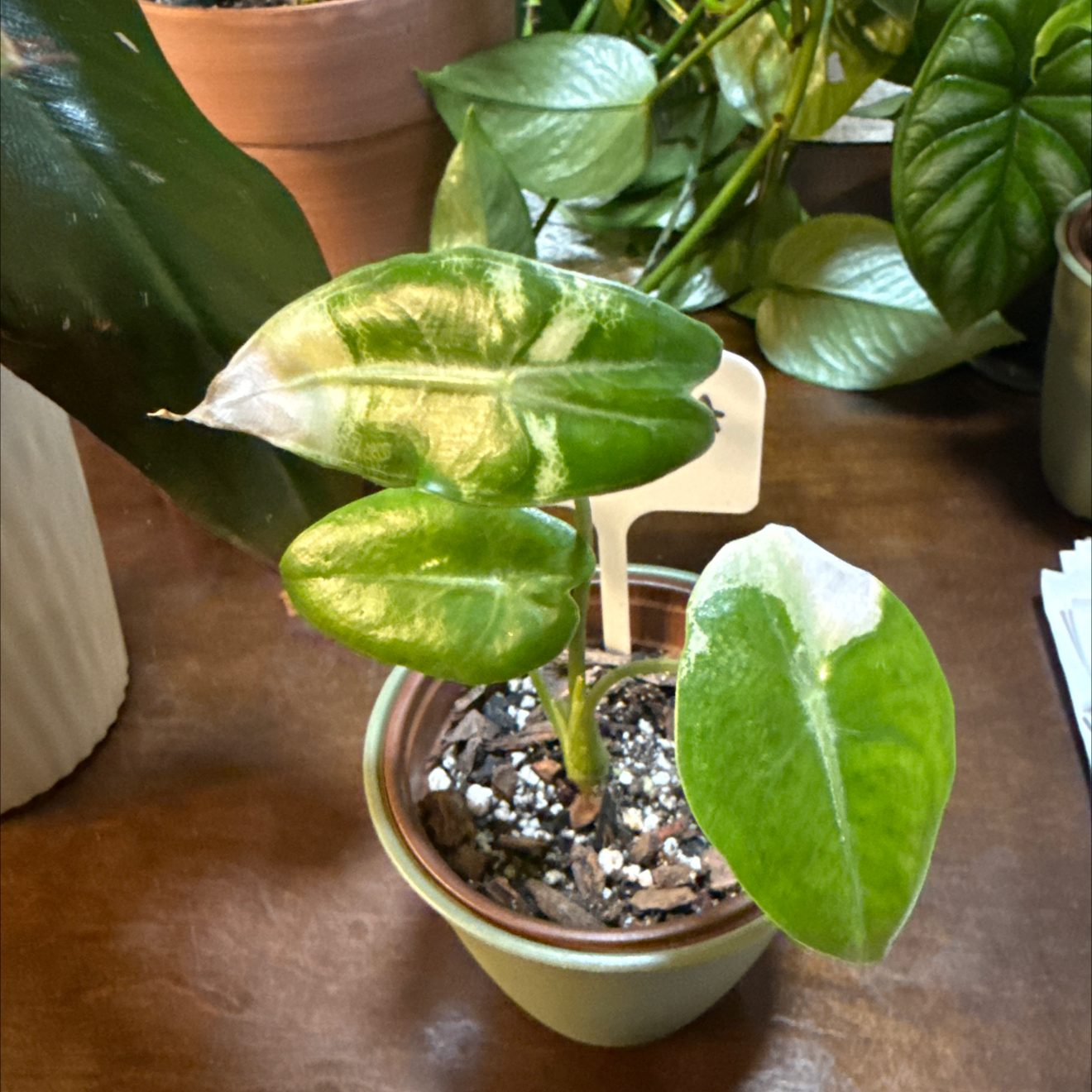 Photo of the plant species Alocasia longiloba by @FineMaypop10 named 💃 Lola on Greg, the plant care app