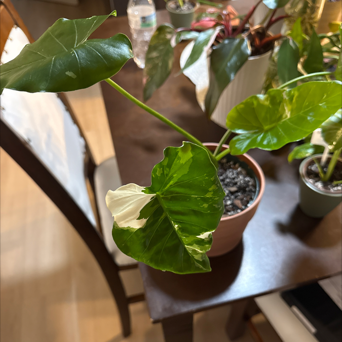 Photo of the plant species Okinawa by @FineMaypop10 named 🥝 Kiwi on Greg, the plant care app