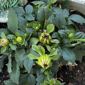 Photo of the plant species Garden Dahlia by @GuruLettuce76 named Athena on Greg, the plant care app