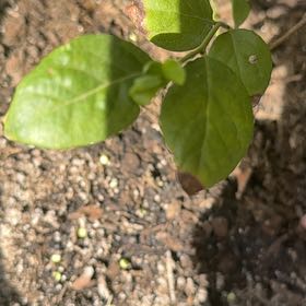 Photo of the plant species Black Highbush Blueberry by @AnewFivespot61 named Mollie on Greg, the plant care app