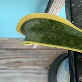 Photo of the plant species Coconut by @FitWildgrape82 named Drake on Greg, the plant care app