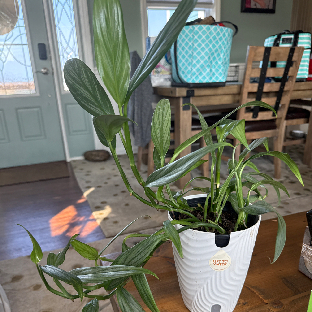 Photo of the plant species Epipremnum amplissimum 'Silver' by @FitWildgrape82 named Rainier on Greg, the plant care app