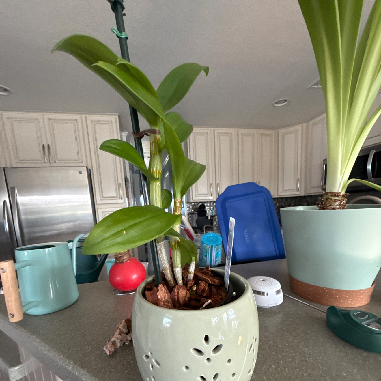 Photo of the plant species Dendrobium Orchid by @FitWildgrape82 named Winston on Greg, the plant care app