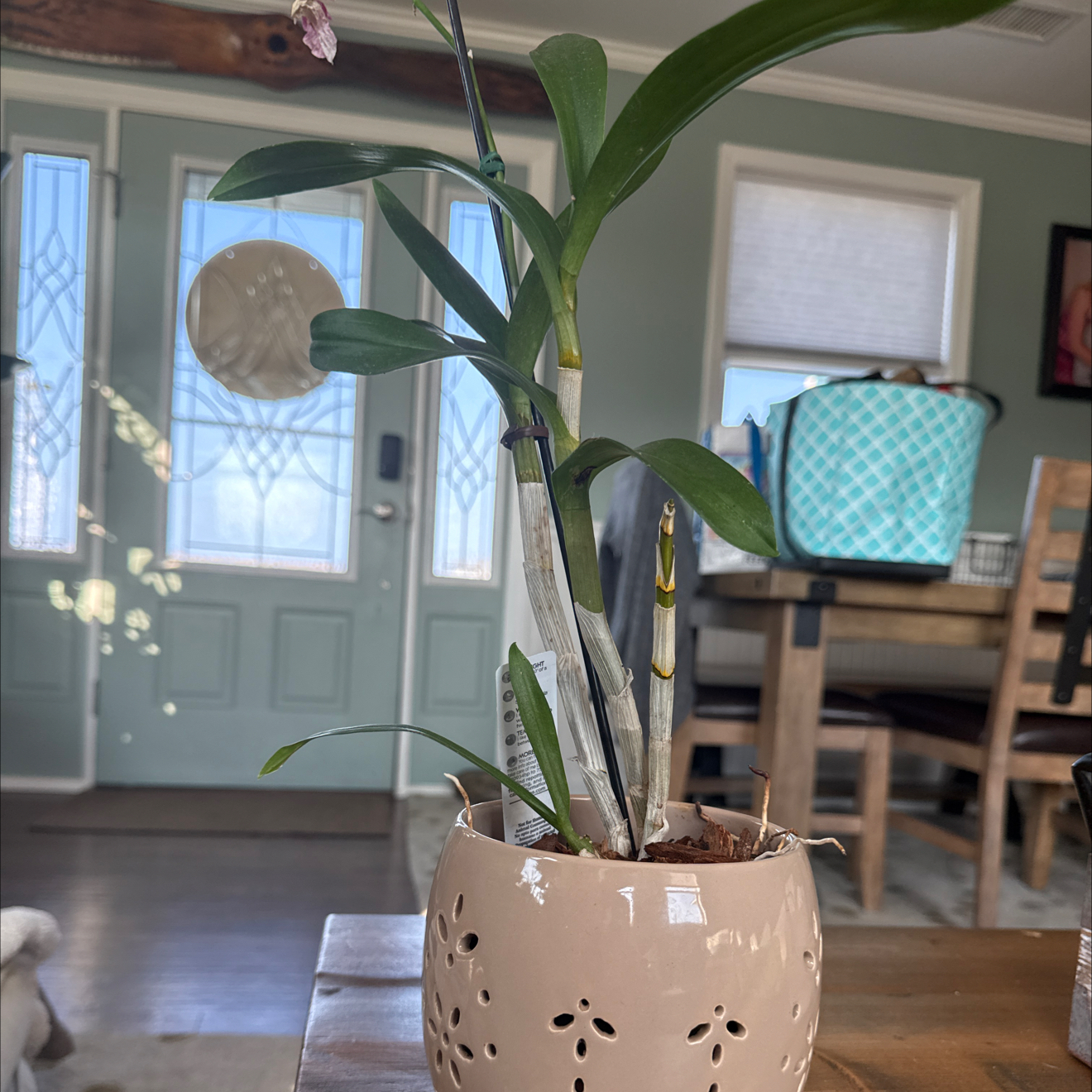 Photo of the plant species Dendrobium Orchid by @FitWildgrape82 named Harry on Greg, the plant care app