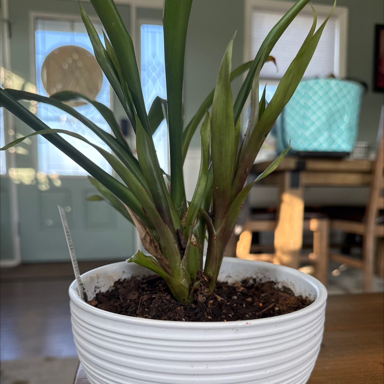 Photo of the plant species Bromeliad by @FitWildgrape82 named Marley on Greg, the plant care app