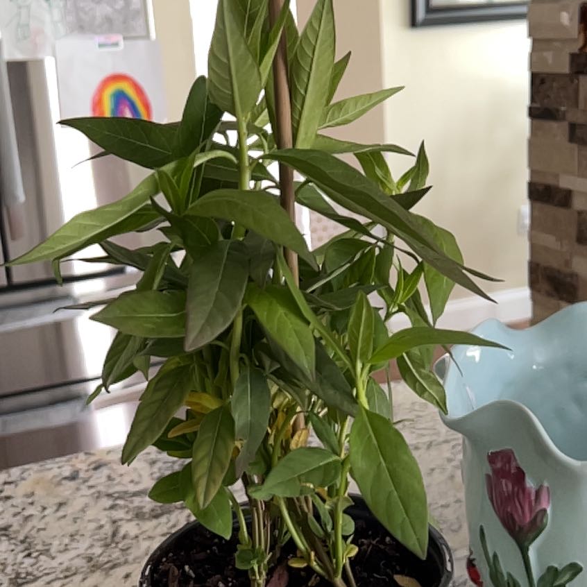 Photo of the plant species Scarlet Milkweed by @YesBacopa18 named Morgan Treeman on Greg, the plant care app