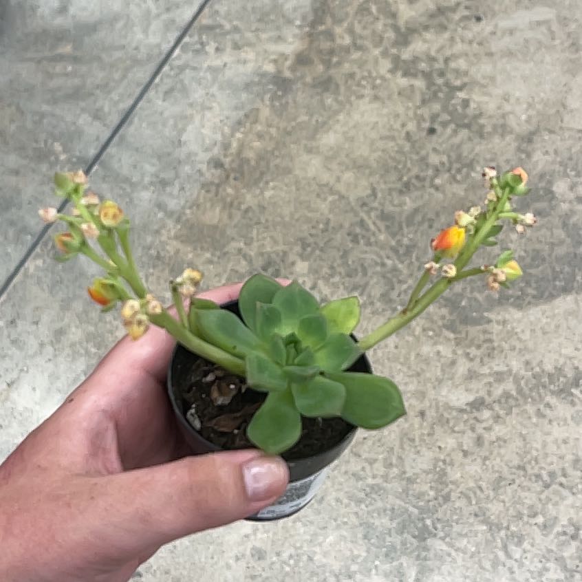 Photo of the plant species Echeveria 'Sleepy' by @FitBlinks83 named Eden on Greg, the plant care app