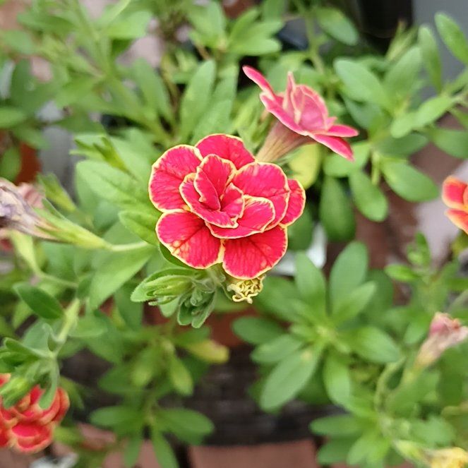 Photo of the plant species Border Carnation by @SunnyRoselle79 named Naomi on Greg, the plant care app