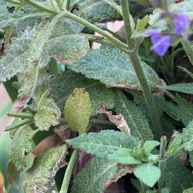 Photo of the plant species Hummingbird Sage by @DapperBokchoi55 named Gregarious on Greg, the plant care app