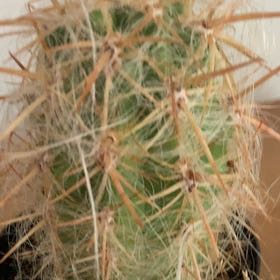 Photo of the plant species White Column Foxtail Cactus by @HoneyedGollum83 named Dax on Greg, the plant care app