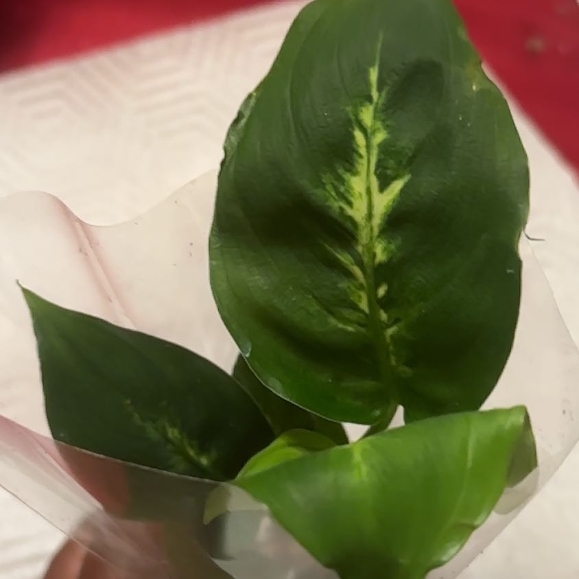 Photo of the plant species Bog Arum by @TrustyKanono0 named LiloStitch on Greg, the plant care app