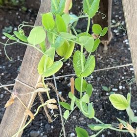 Photo of the plant species Peas by @GoldMayten92 named Curie on Greg, the plant care app