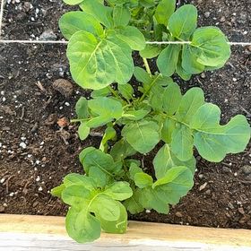 Photo of the plant species Garden Rocket by @GoldMayten92 named Denali on Greg, the plant care app