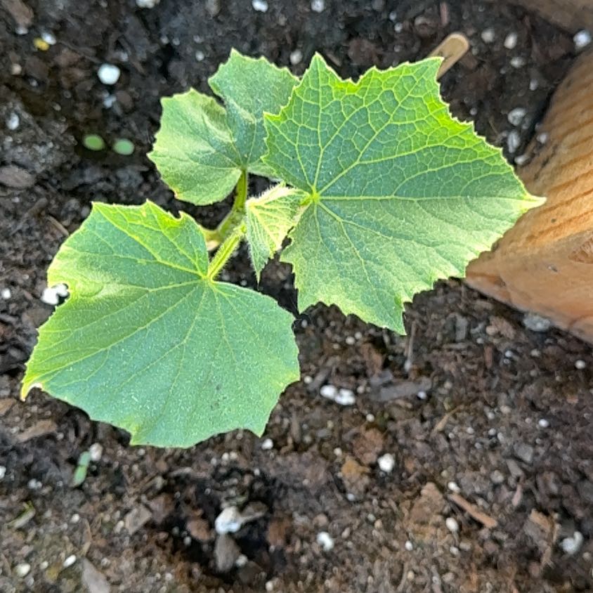 Photo of the plant species Cucumber 'Marketmore 76' by @GoldMayten92 named Sanders on Greg, the plant care app