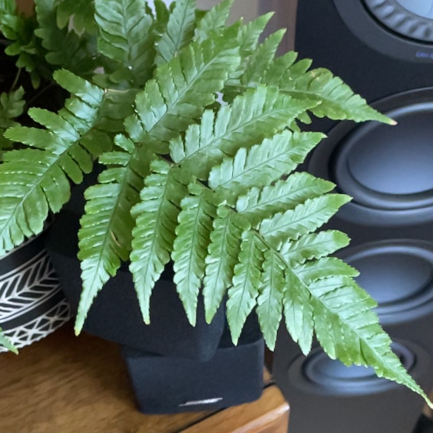 Photo of the plant species Autumn Fern by @FitClubmoss41 named Miley on Greg, the plant care app